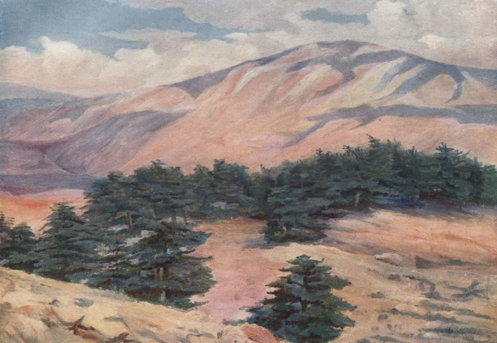 Associate Product 'General view of the cedars and Dehr el Kodib' by Margaret Thomas. Lebanon 1908