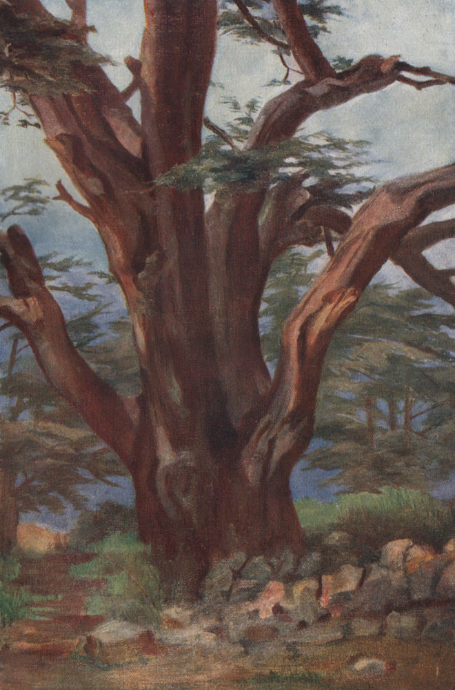'A cedar of Lebanon' by Margaret Thomas. Lebanon 1908 old antique print