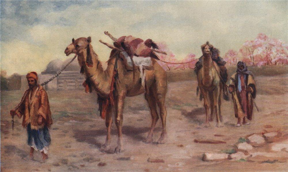 Associate Product 'Camels and drivers outside Damascus' by Margaret Thomas. Syria 1908 old print