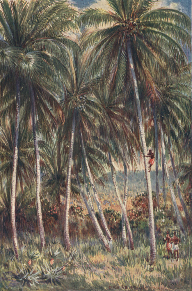 Associate Product 'The coconut palms, Northern Queensland' by Percy Spence. Australia 1910 print