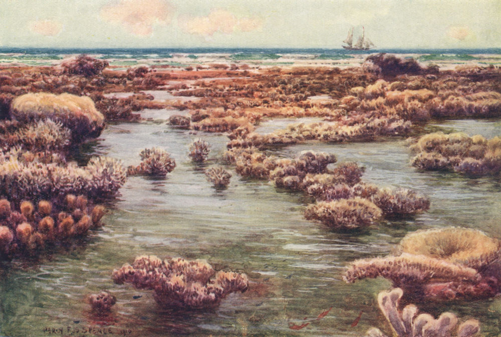 'Great Barrier, Reef, Queensland' by Percy Spence. Australia 1910 old print