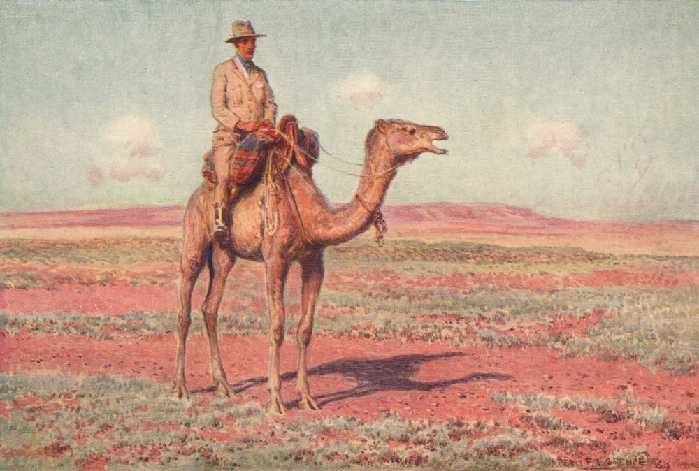 Associate Product Surveying for the Transcontinental Railway, Australia. Camels. Percy Spence 1910