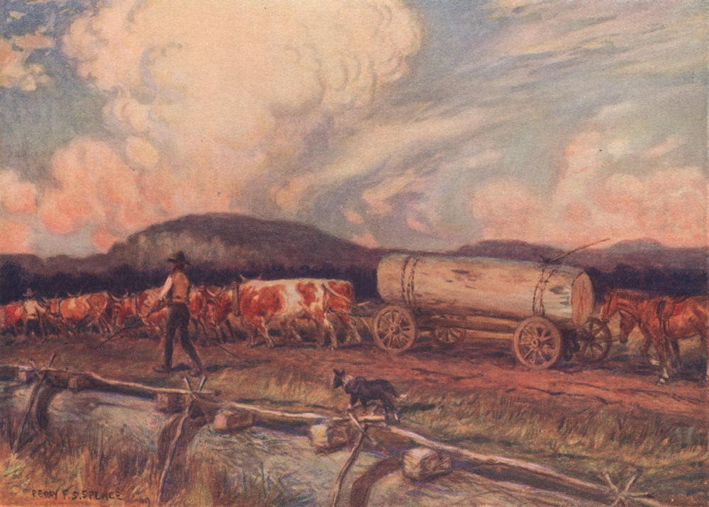 Associate Product 'Bullock team drawing timber' by Percy Spence. Australia 1910 old print