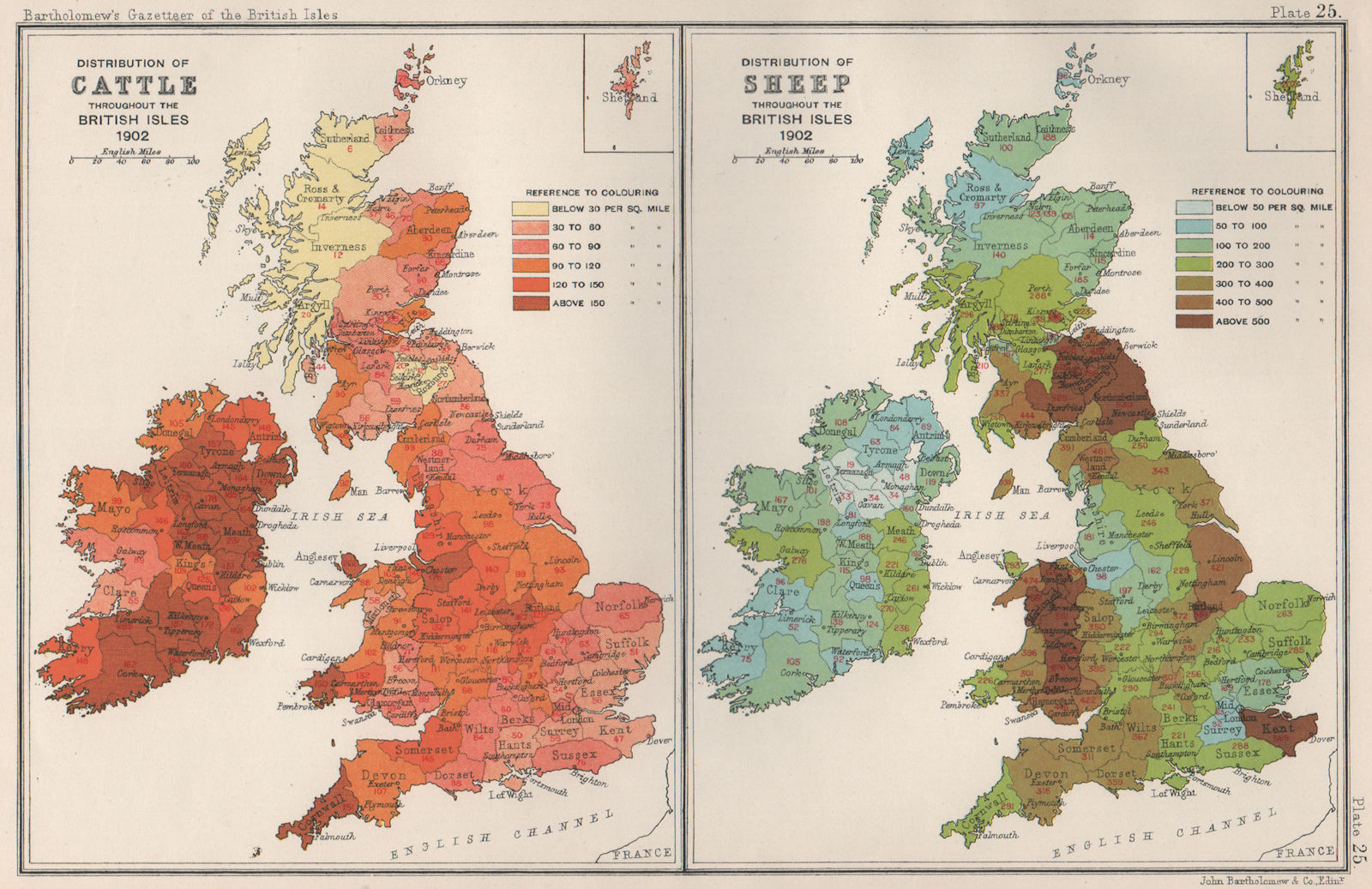 BRITISH ISLES AGRICULTURAL. Cattle & sheep distribution. BARTHOLOMEW 1904 map