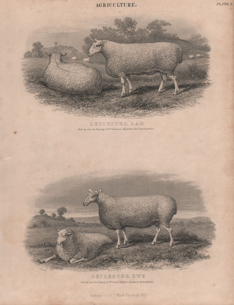 Agriculture. Leicester Ram. Leicester Ewe. BRITANNICA 1860 old antique print