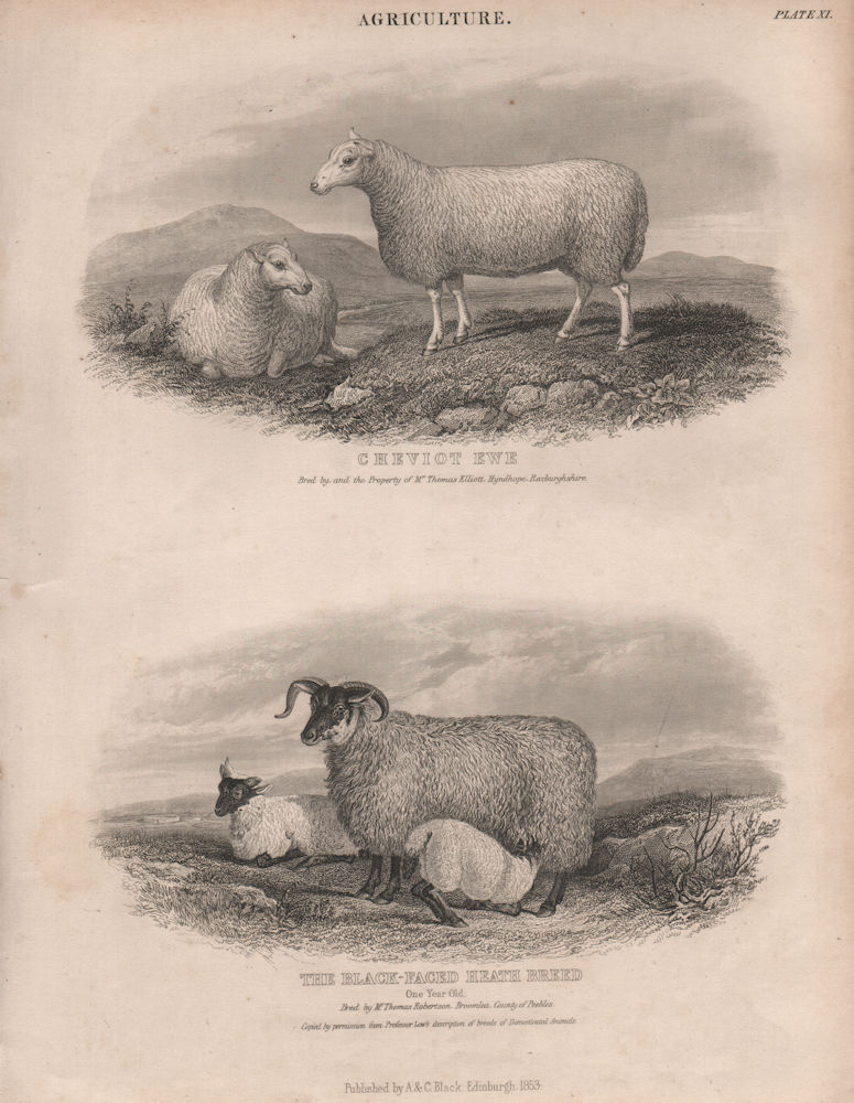 Agriculture. Cheviot Ewe. Black-Faced Heath Breed one year old. BRITANNICA 1860