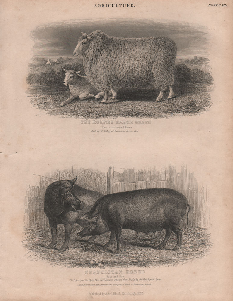Associate Product Agriculture. Romney Marsh Breed Ewe 2nd fleece. Neapolitan Breed Boar & Sow 1860
