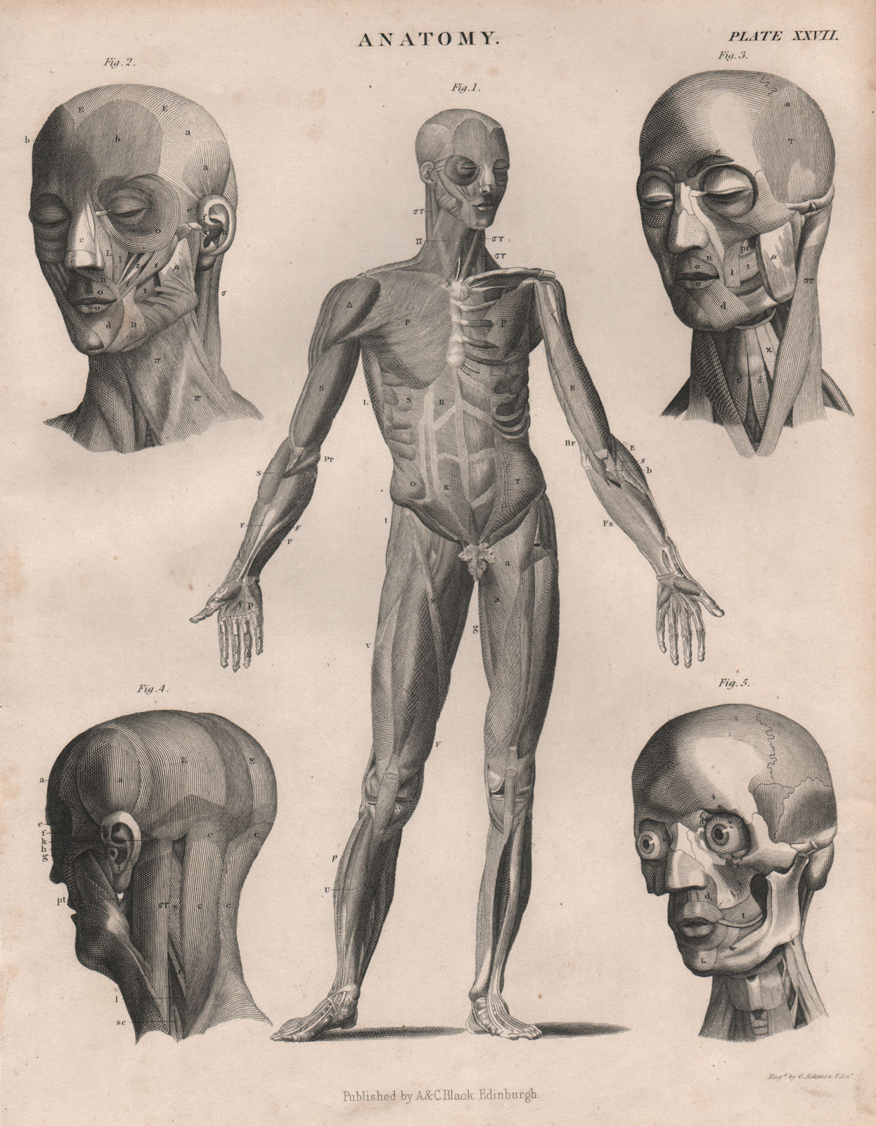 Anatomy. Human body & head front. Muscles. BRITANNICA 1860 old antique print