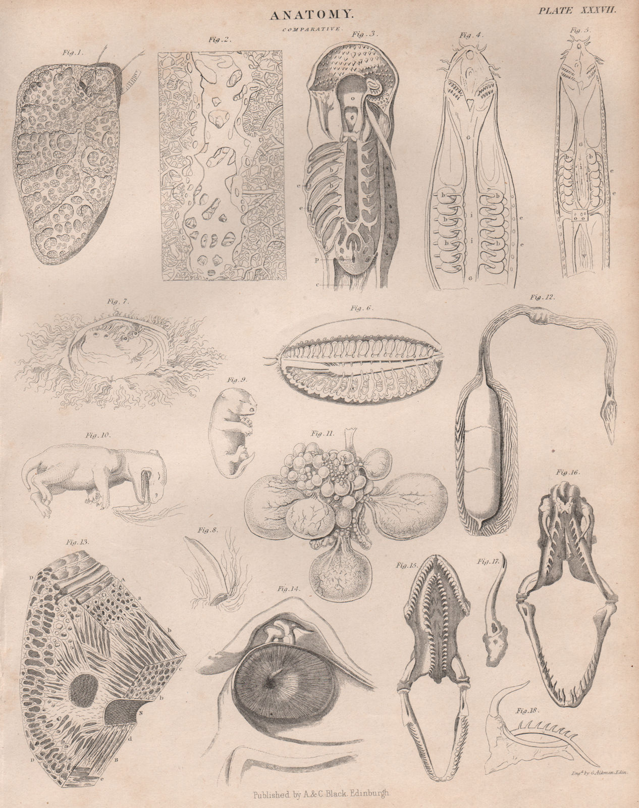 Associate Product Anatomy; Comparative 3. BRITANNICA 1860 old antique vintage print picture