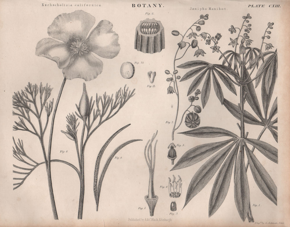 Eschscholtzia Californica. Janipha Manihot.Cassava. California/golden poppy 1860