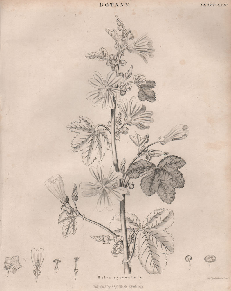 Malva sylvestris (common mallow, high mallow, tall mallow, mauve des bois) 1860