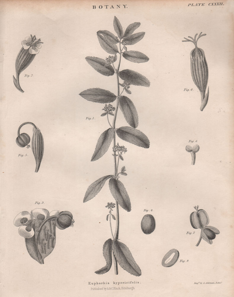 Associate Product Euphorbia hypericifolia ("Inneuphe" diamond frost). BRITANNICA 1860 old print