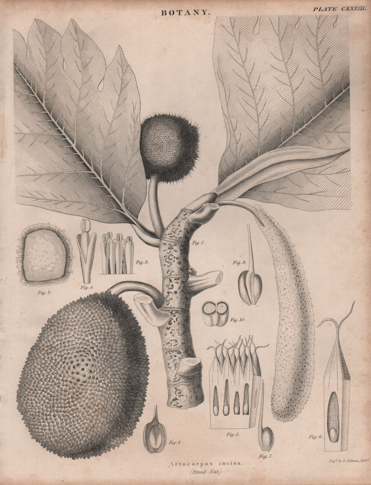 Associate Product Artocarpus incisa (Bread Nut, Breadnut). BRITANNICA 1860 old antique print