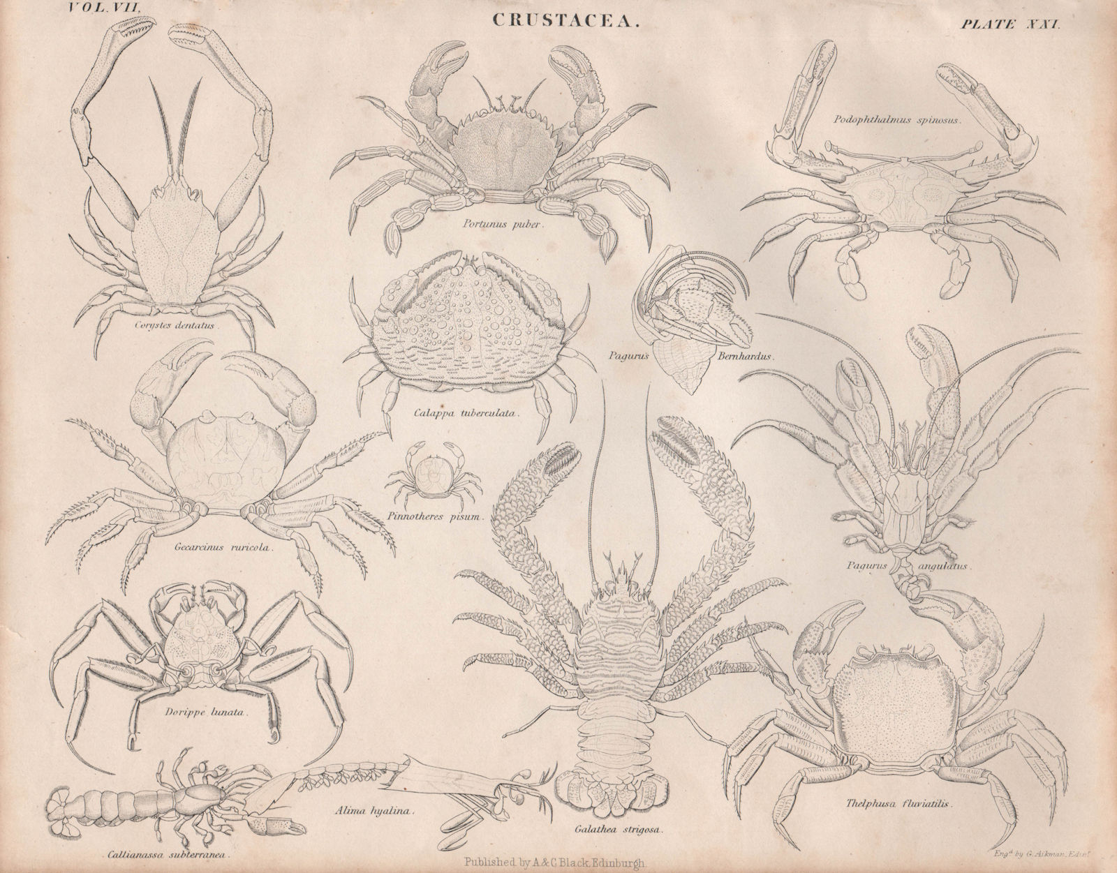 Crustacea. Corystes dentatus; Portunus puber; Podophthalmus spinosus 1860
