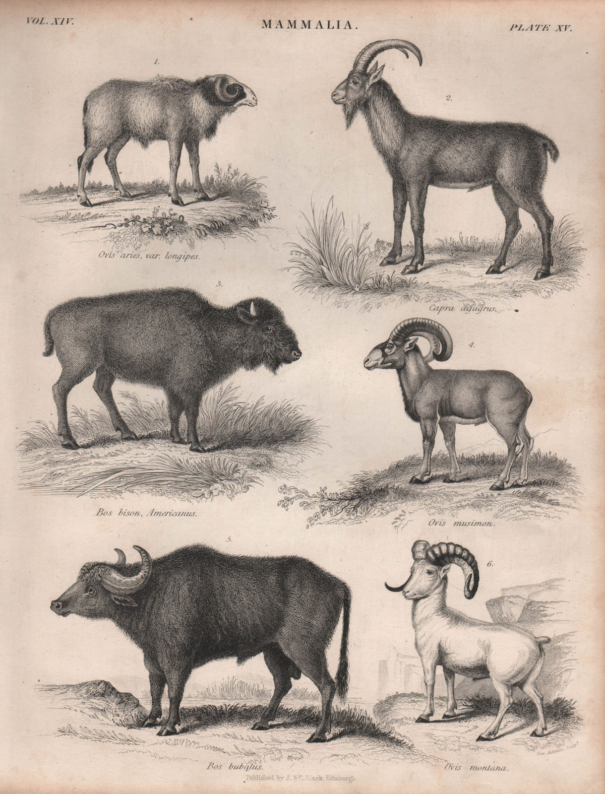 Associate Product MAMMALIA Red Sheep. Wild goat. American bison. Mouflon. Bubalus. Dall sheep 1860