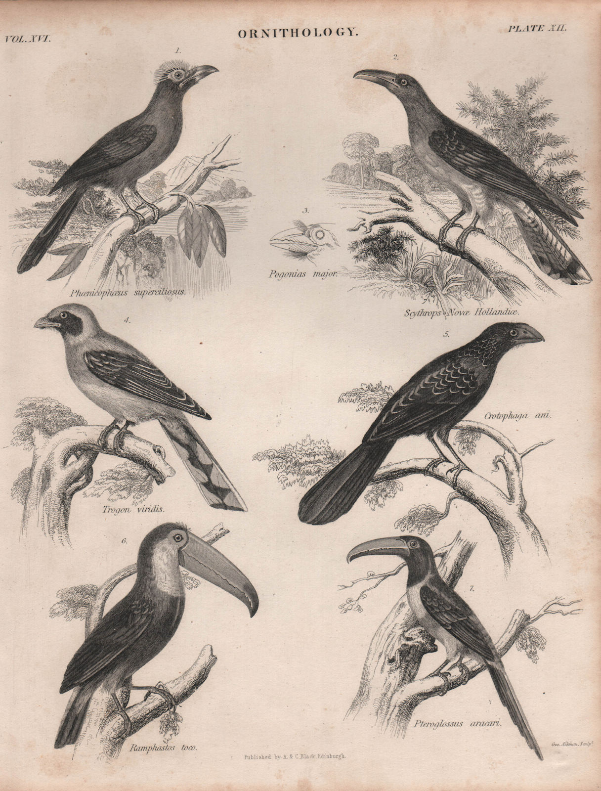 Associate Product Malkoha. Channel-bill cuckoo. Green-back Trogon. Ani. Toco Toucan. Aracari 1860