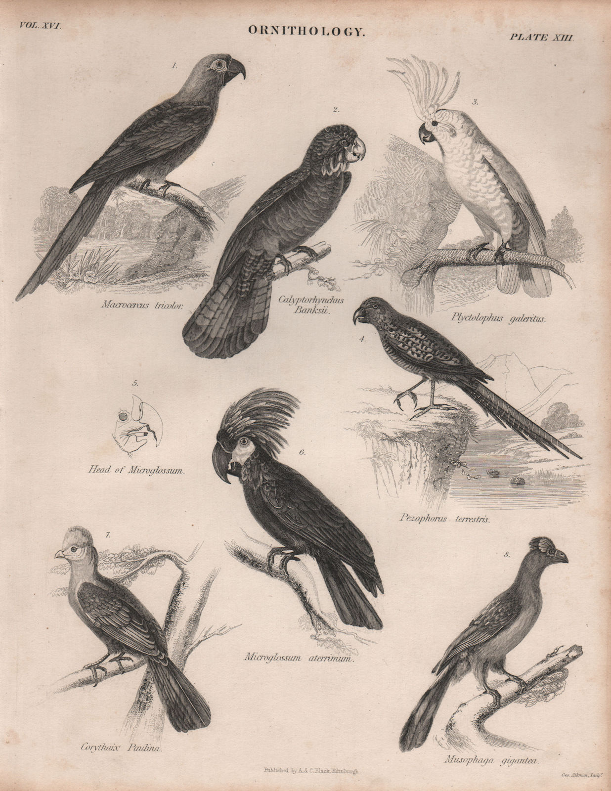 PARROTS. Macaw. Cockatoo. Turaco. Plantain-eater. BRITANNICA 1860 old print