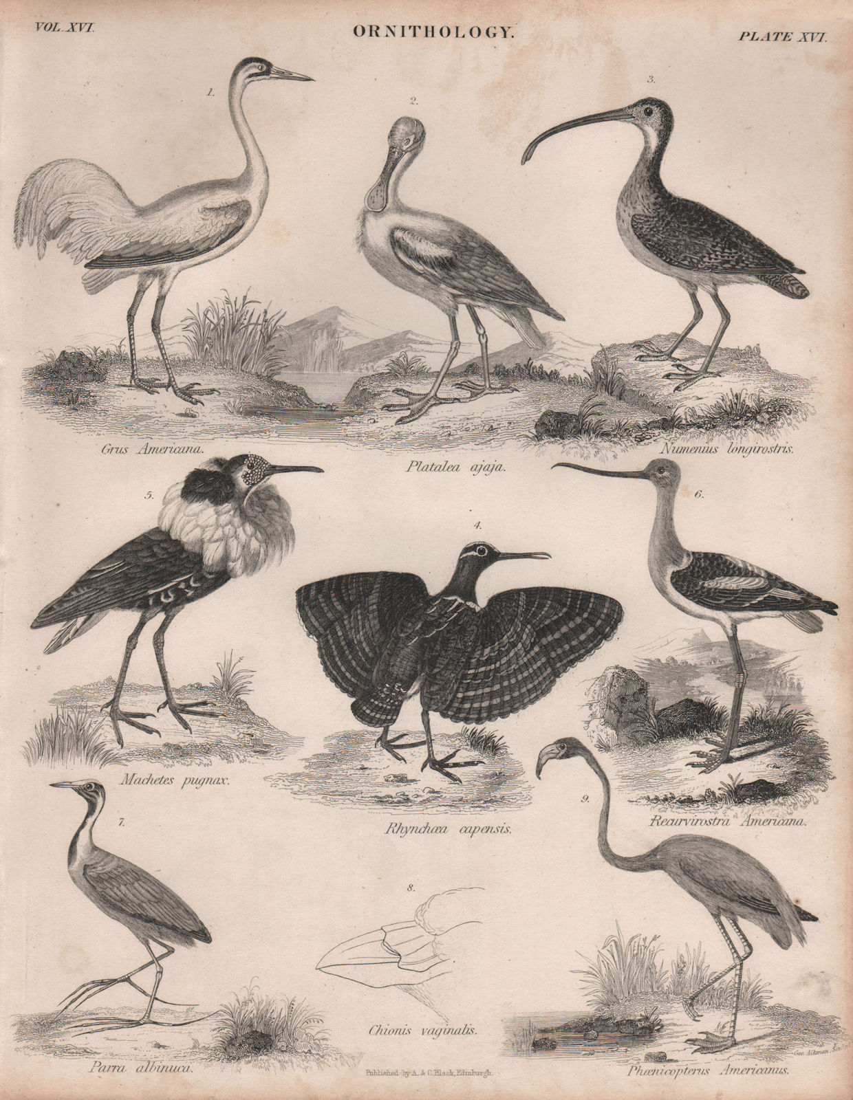Crane. Spoonbill. Curlew. Painted-snipe. Ruff. Avocet. Jacana. Flamingo 1860