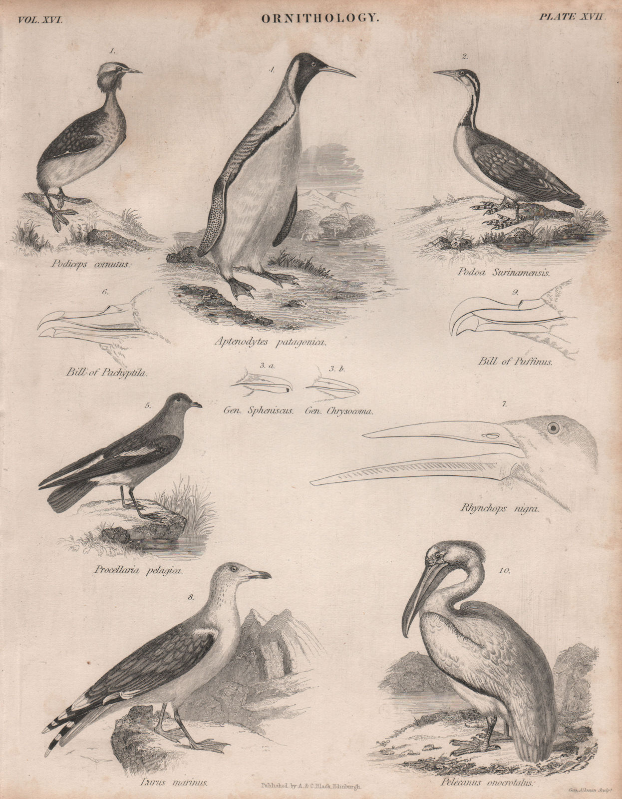 Horned Grebe. Darter. King penguin. Storm Petrel. Black-backed gull.Pelican 1860