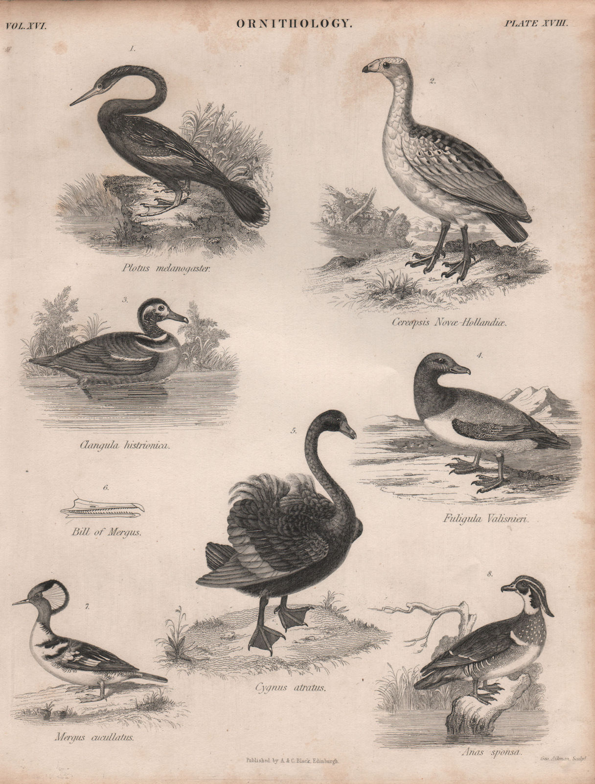 Associate Product Indian darter. Cape Barren goose. Wood duck. Canvasback. Swan. Merganser 1860