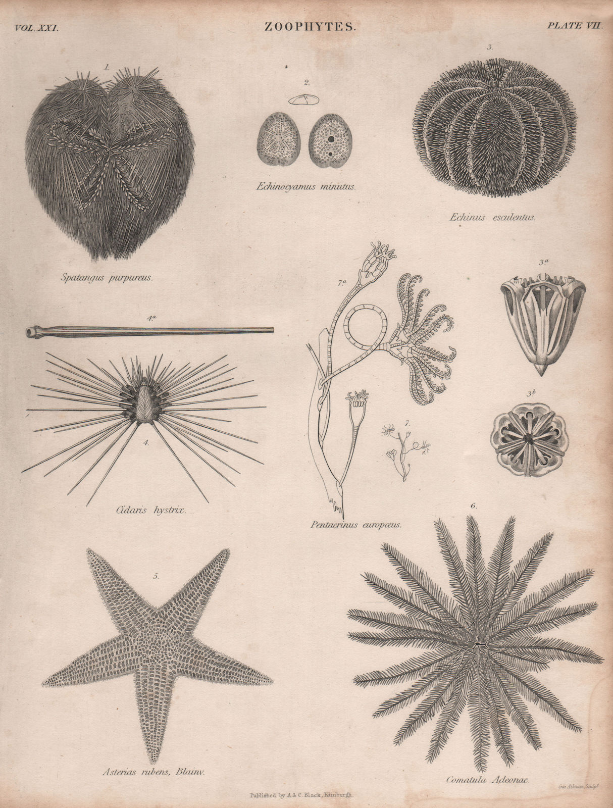 Associate Product Zoophytes. Spatangus purpureus. Echinocyamus minutus. Echinus esculentus 1860