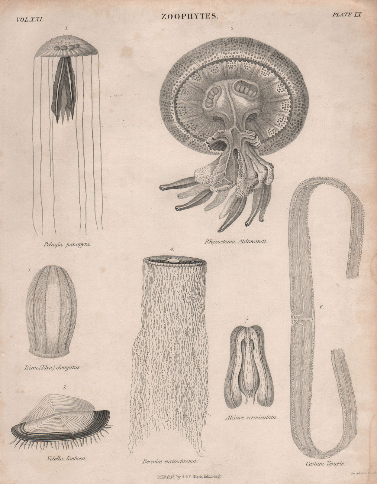 Associate Product Zoophytes. Pelagia panopyra. Rhyzostoma Aldrovandi. Beroe (Idya) elongatus 1860