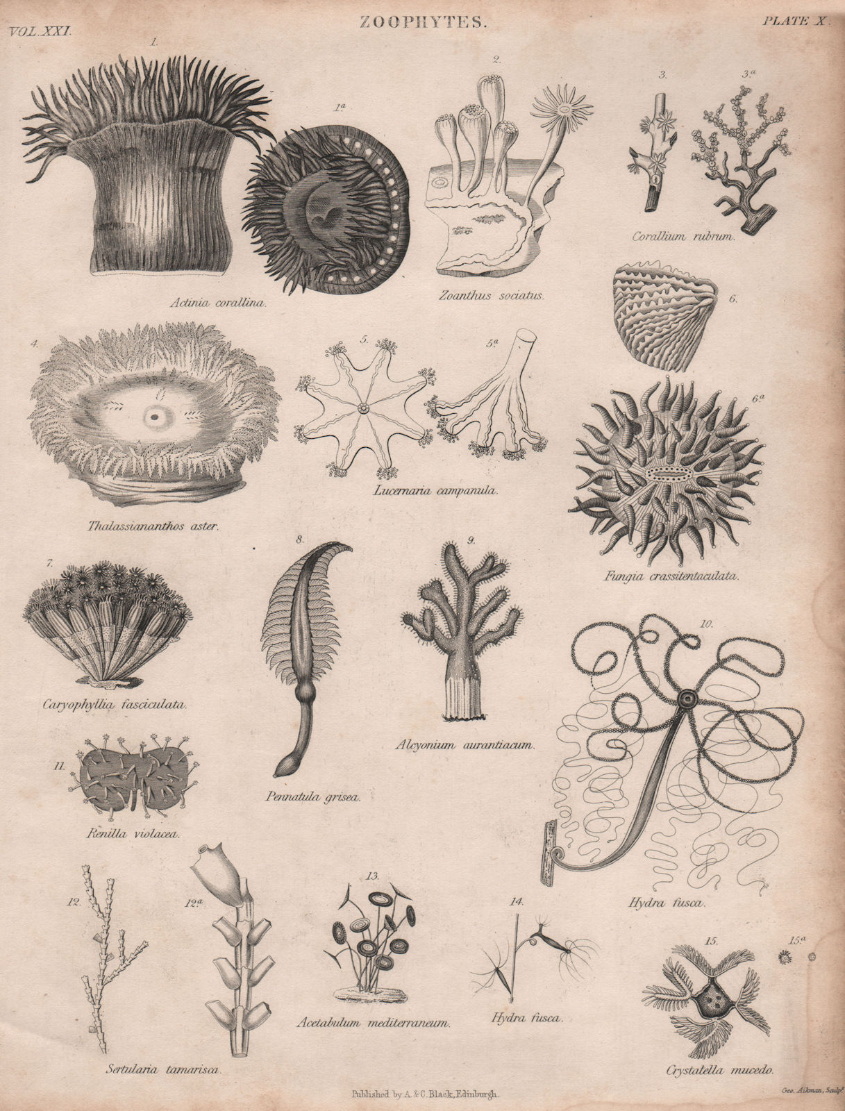 Zoophytes. Actinia corallina. Zoanthus sociatus. Corallium rubrum 1860 print