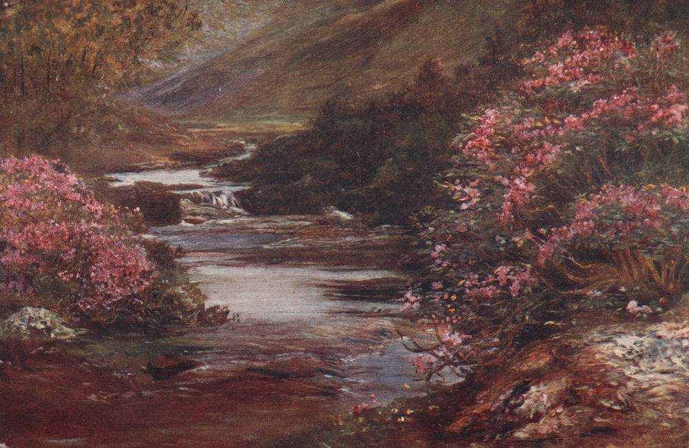 'Wild Rhododendrons, Connemara' by Francis Sylvester Walker. Ireland 1905