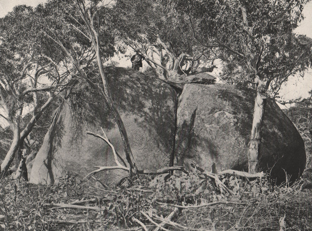 Associate Product Buffalo Mountains. Snow Gums growing on Granite Tor. Victoria, Australia. 1908