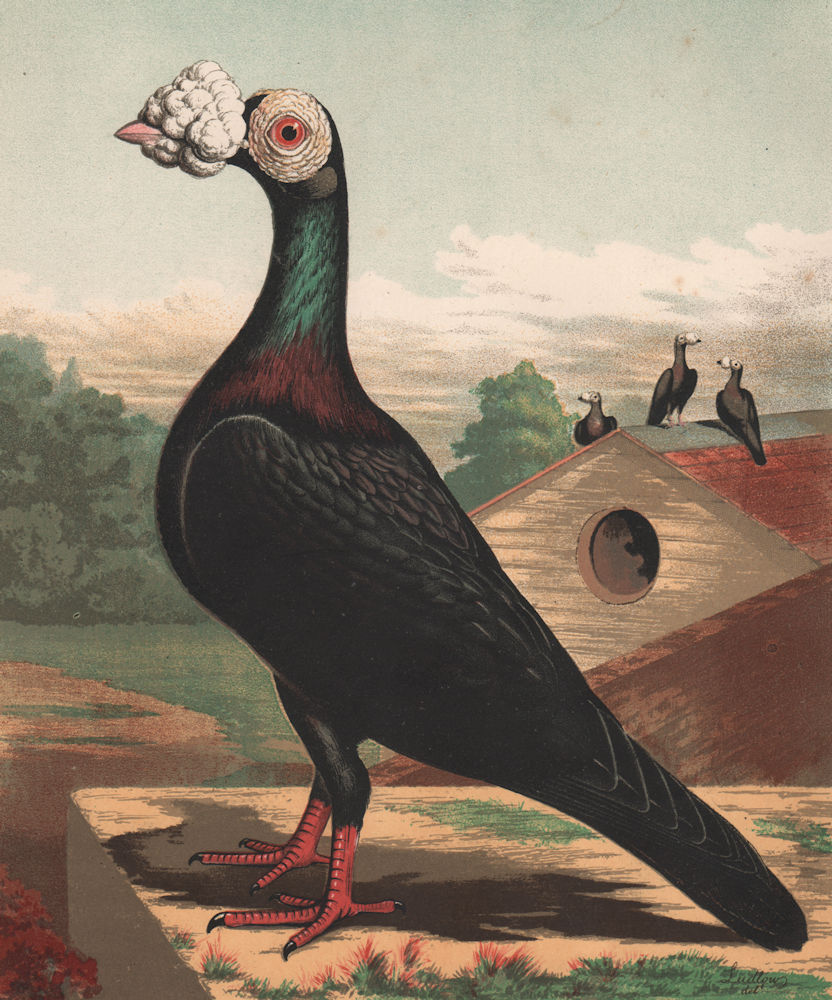 PIGEONS. Black Carrier cock. Antique chromolithograph 1880 old print