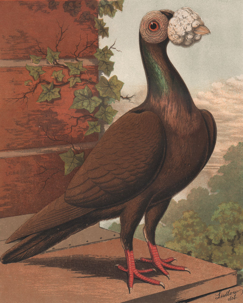 PIGEONS. Dun Carrier cock (walnut-shaped wattle). Antique chromolithograph 1880
