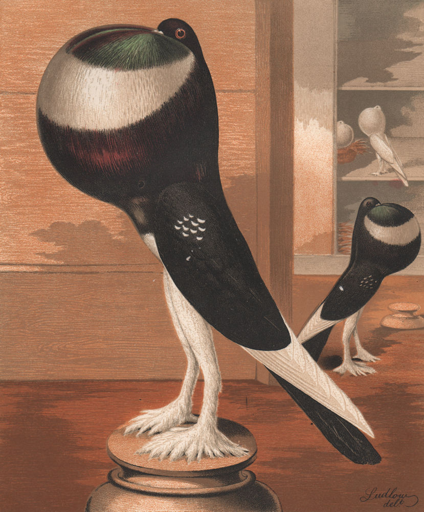 PIGEONS. Black-Pied Pouter cock. Antique chromolithograph 1880 old print