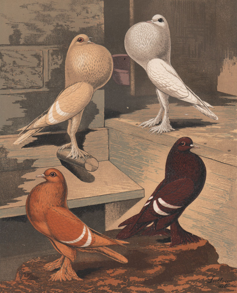 PIGEONS. Pigmy Pouters; Isabels; Creamy Yellow; White Red. Chromolithograph 1880