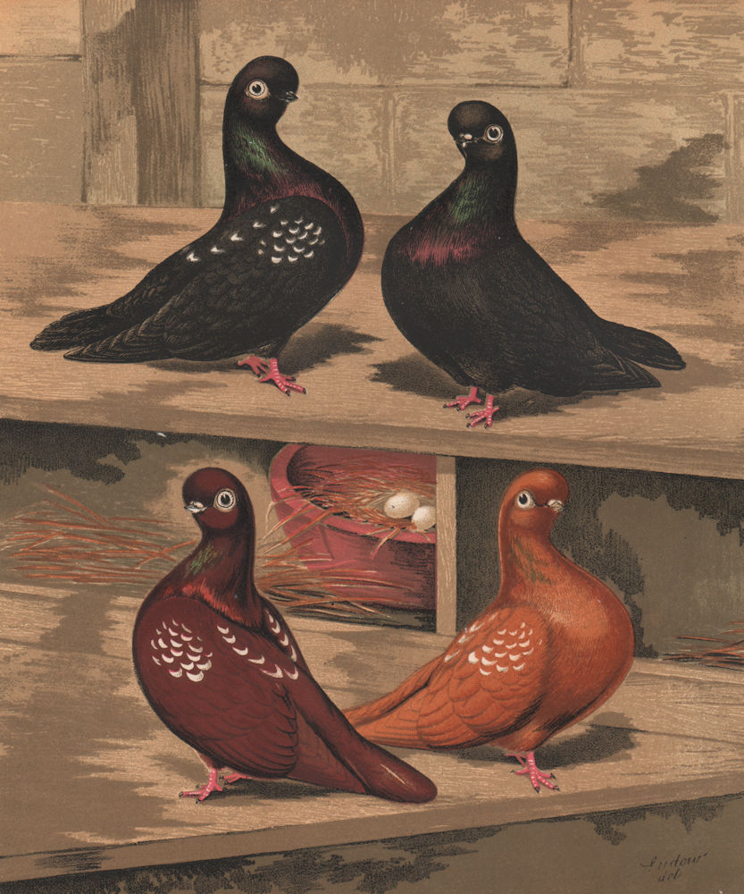 PIGEONS. Short-Faced Tumblers; Black, Red & Yellow Mottled 1880 old print