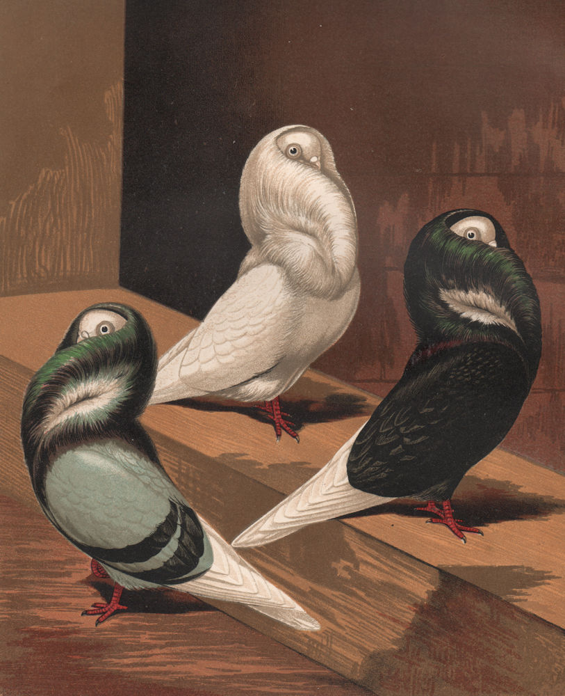 PIGEONS. Jacobins. Blue; White; Black. Antique chromolithograph 1880 old print