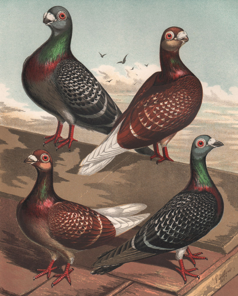 PIGEONS. Blue- & red-chequered; Short- & long-faced/Show & flying Antwerps 1880