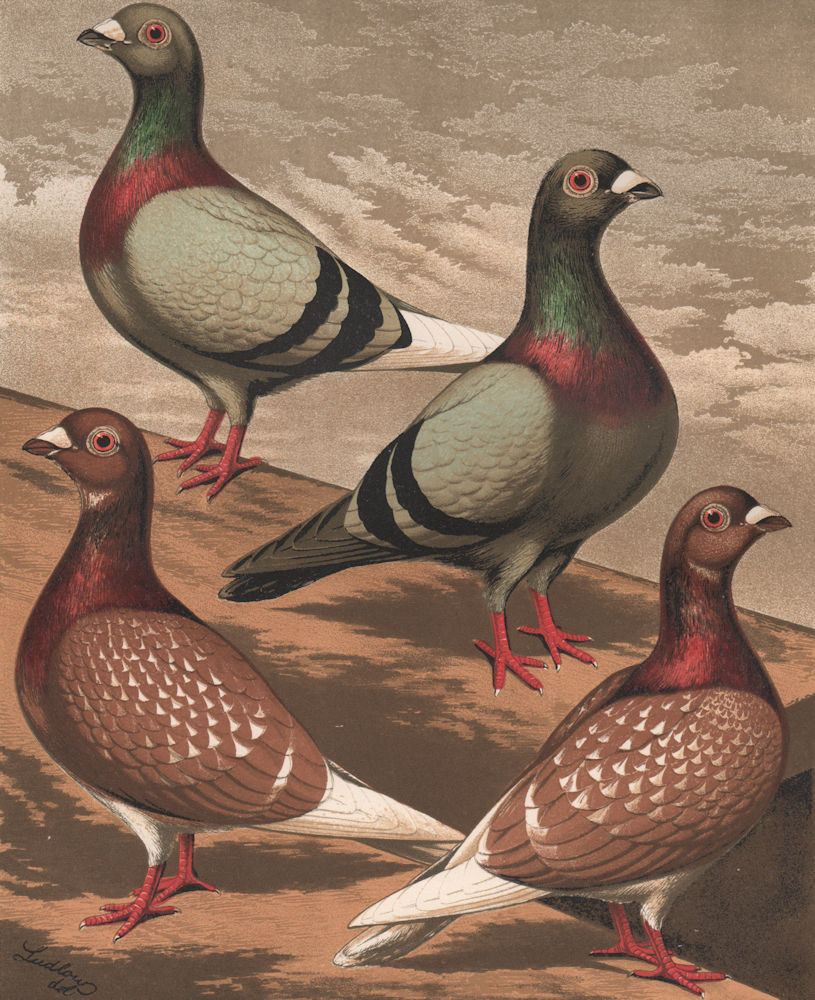 PIGEONS. Homing Pigeons. Antique chromolithograph 1880 old print