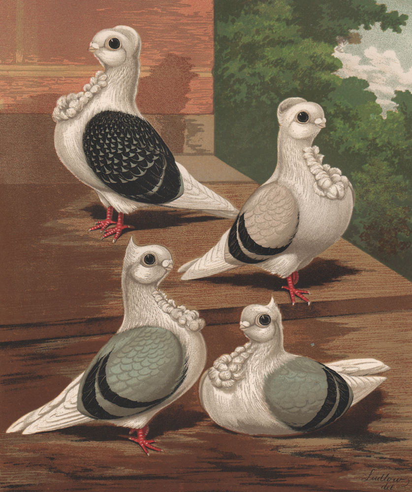 PIGEONS. Turbits; Blue Chequer & Silver. shell crown; blue point crest 1880