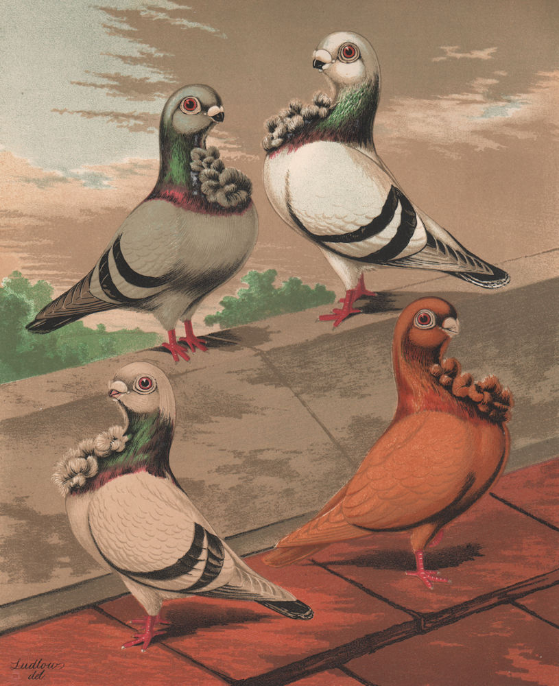 PIGEONS. English Owls; Blue Silver; Powdered Blue Yellow. Chromolithograph 1880