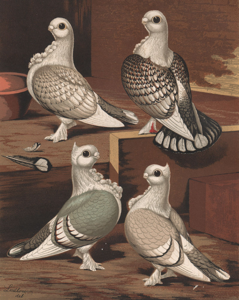 Associate Product PIGEONS. Brunette; Satinette; Bluette; Silverette. Antique chromolithograph 1880
