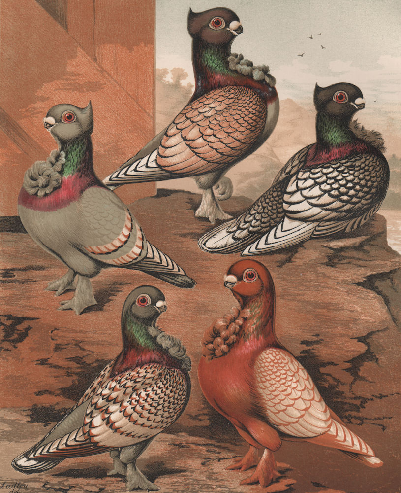 PIGEONS Blondinette; Blue; Arrow Pointed; Laced; Black Spangled; Brown Tipd 1880