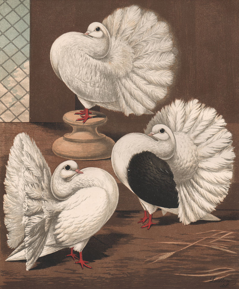 PIGEONS. Scotch Fantail/Broad-tailed Shaker; White Laced; Black Saddle Back 1880