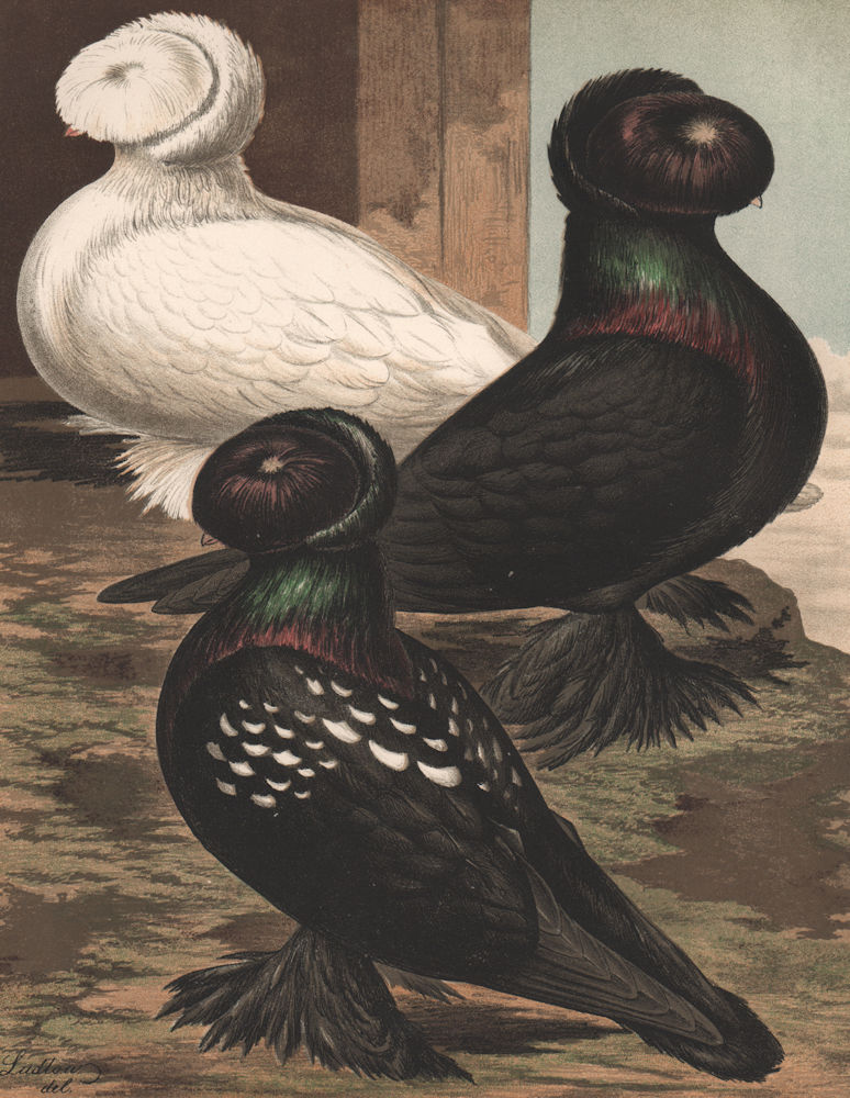 PIGEONS. Trumpeters; Russian or New Type; White; Black-Mottled; Black 1880