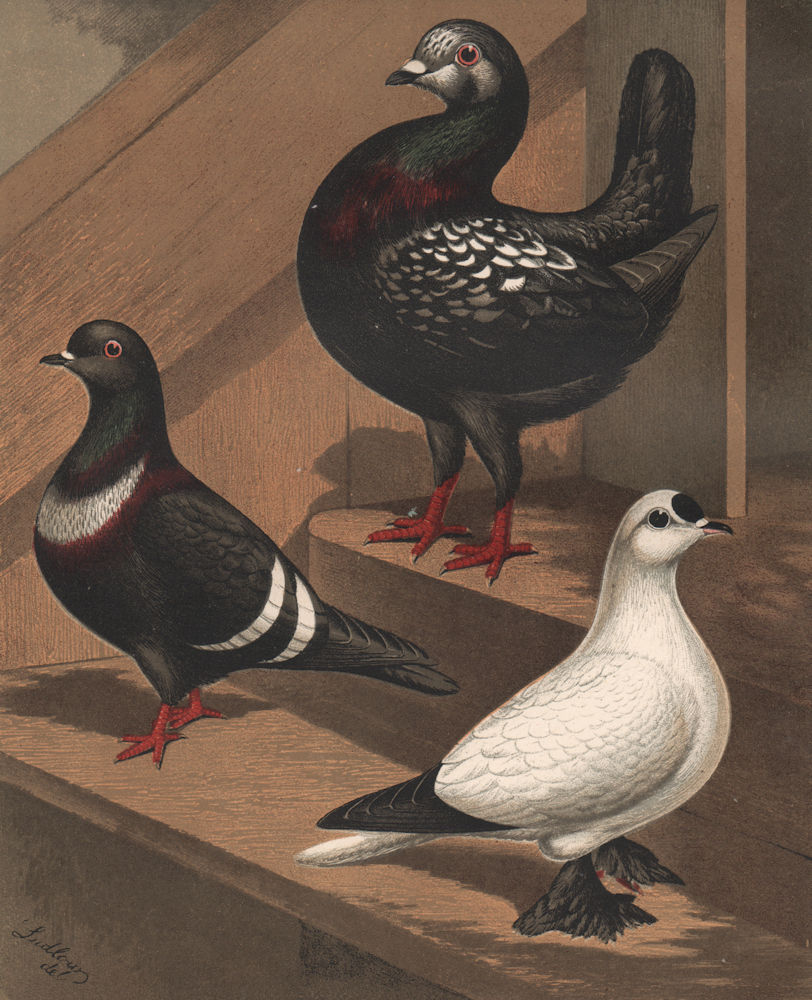 Associate Product PIGEONS. Burmese or Florentine; Starling; Spot Fairy. Chromolithograph 1880