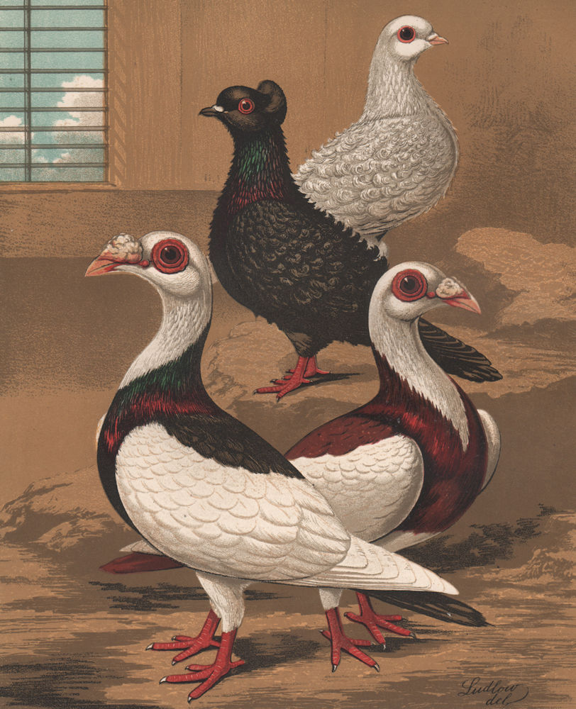 PIGEONS Frill-Backs; Plain-Headed & Crested; Scandaroons; Red & Black Pied 1880