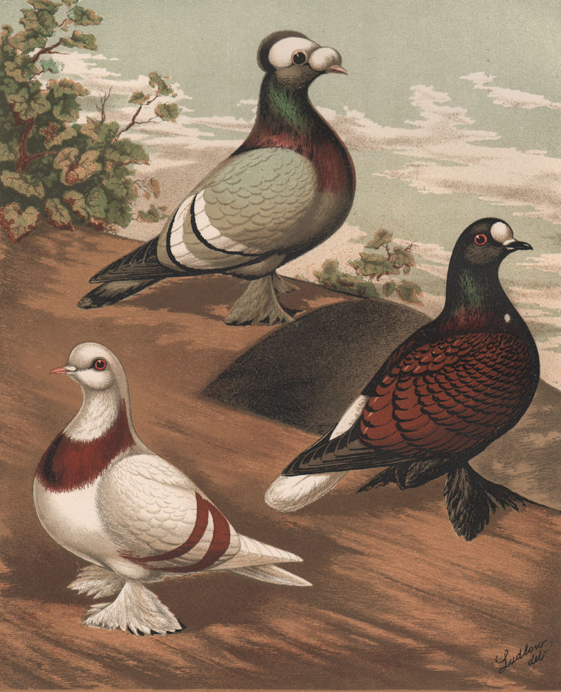 PIGEONS. Priest; Swiss or Crescent; Fire-Back. Antique chromolithograph 1880