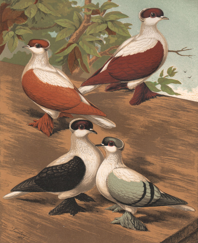 Associate Product PIGEONS. Swallows; Yellow; Red; Black; Blue. Antique chromolithograph 1880