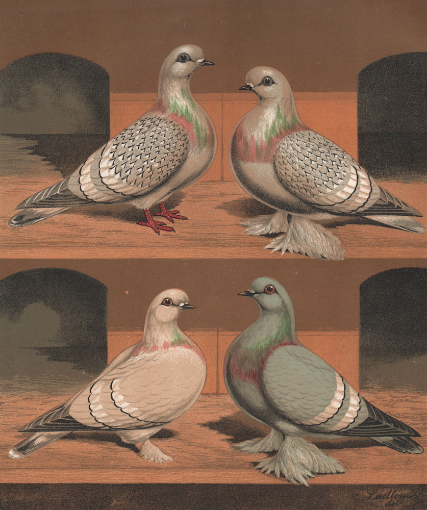 PIGEONS. Ice Pigeons; Ural Silver; Siberian Blue. Antique chromolithograph 1880
