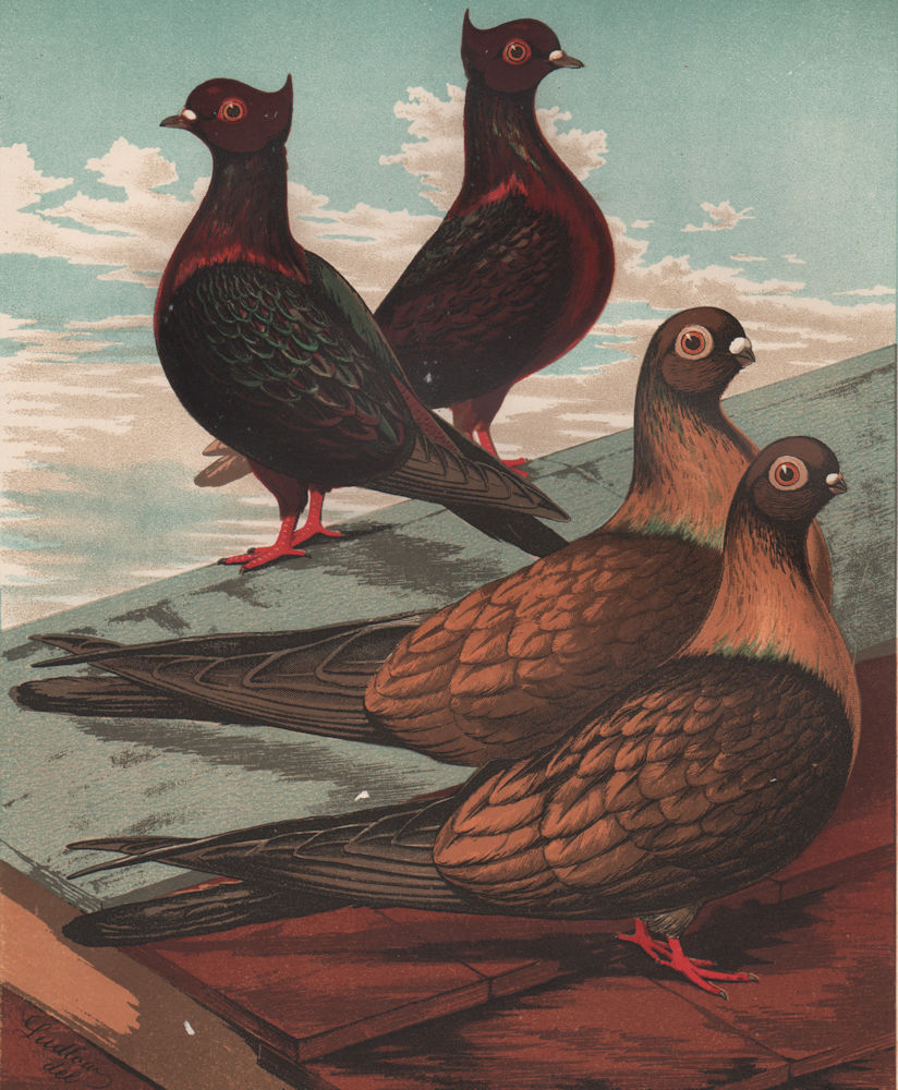 PIGEONS. Archangels; Swifts. Antique chromolithograph 1880 old print