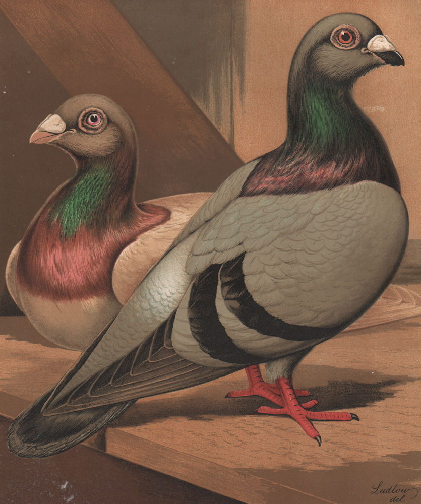 PIGEONS. Runts; Silver; Blue. Antique chromolithograph 1880 old print